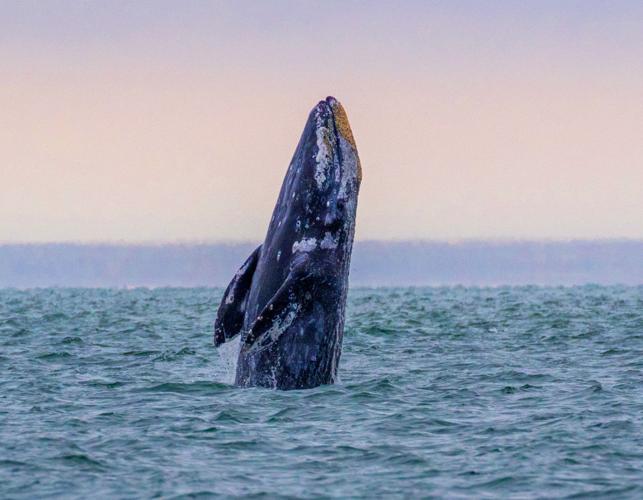 Photos / In Person Whale Watching Week News