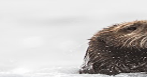 6abbfe07d4824.image.png?crop=468%2C246%2C0%2C146&resize=438%2C230&order=crop%2Cresize