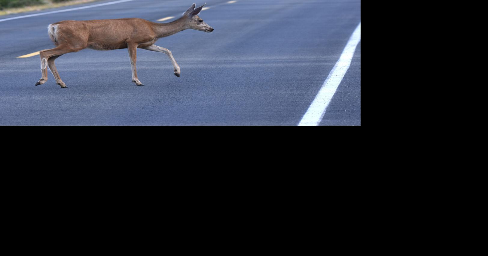 6926131b859a4.image.jpg?crop=1624,853,0,