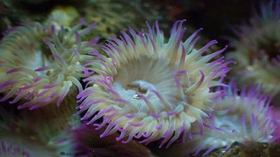 Pin-tipped anemone