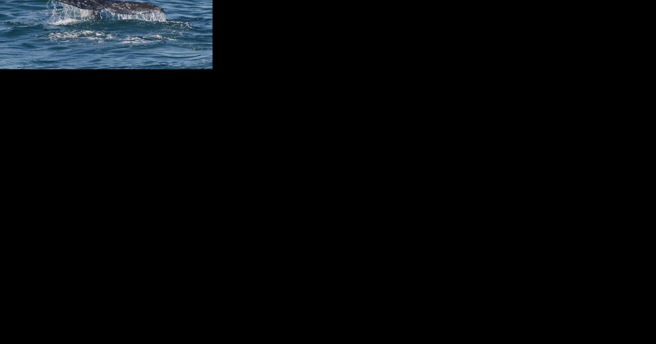 American Cetacean Society to discuss whale entanglement risk in Oregon - Vimarsana News