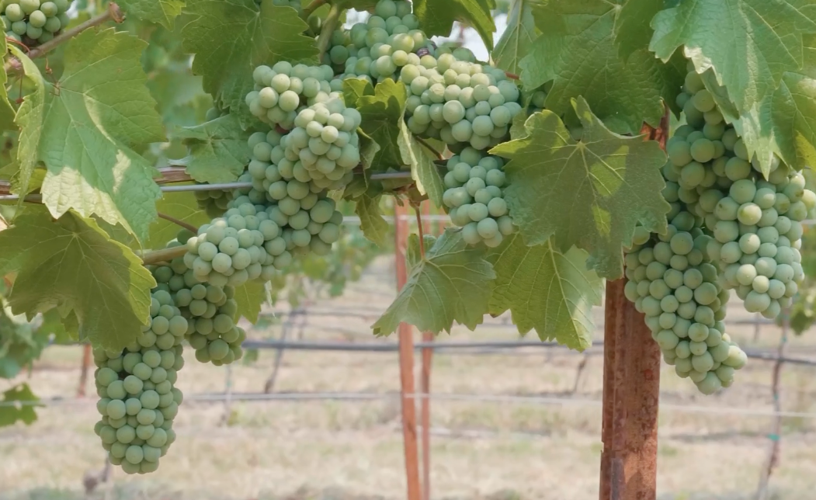 Breakthrough: Understanding chemistry of wildfire smoke in wine News