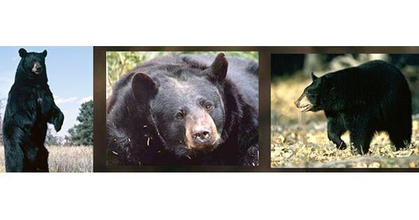 types of bears