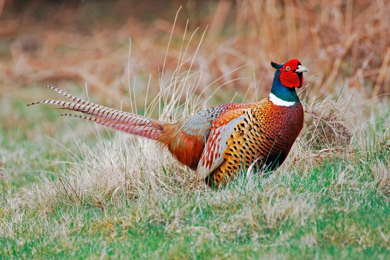 Excitement high for state’s pheasant opener Sports