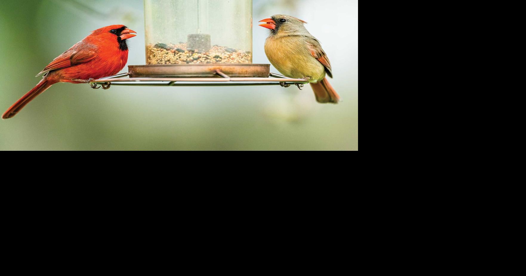 Nebraska Birding Bowl welcomes all experience levels