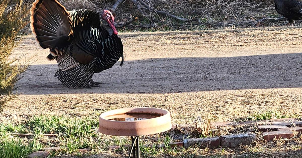 Spring, turkeys & NPA are here | News | custercountychief.com