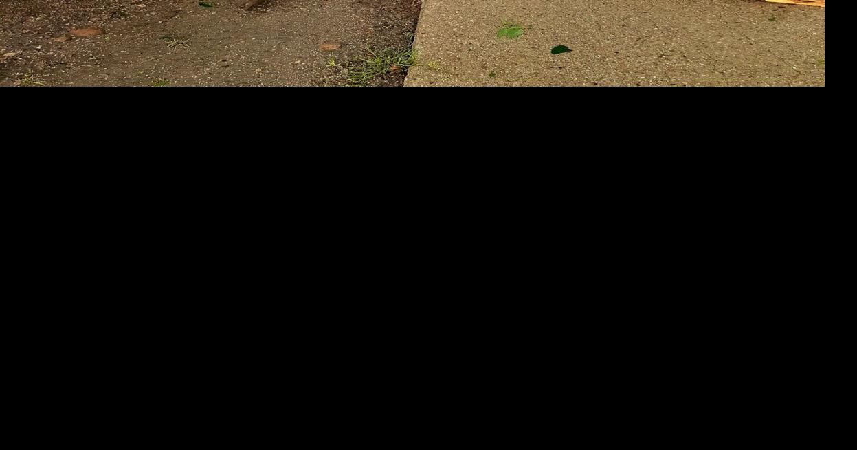 Tree dump open all week following storm News