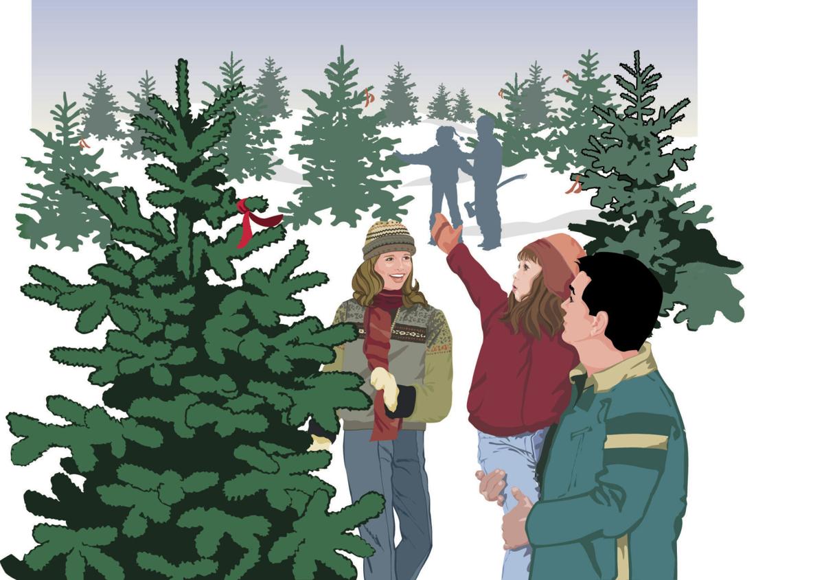 Christmas tree cutting permits on sale for Halsey and Chadron | News |  