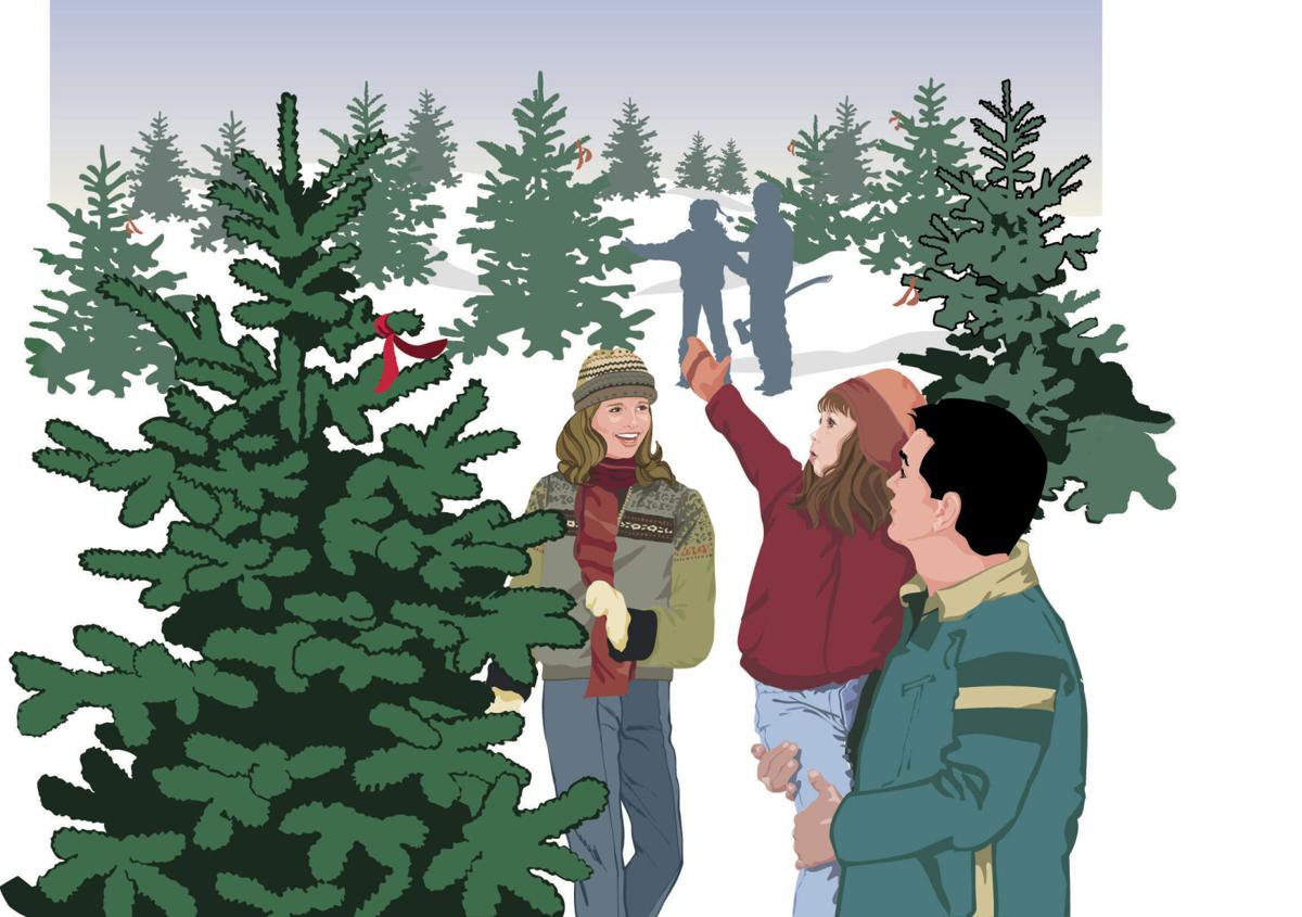 Christmas tree cutting permits on sale for Halsey and Chadron | News | Christmas tree cutting permits on sale for Halsey and Chadron | News |