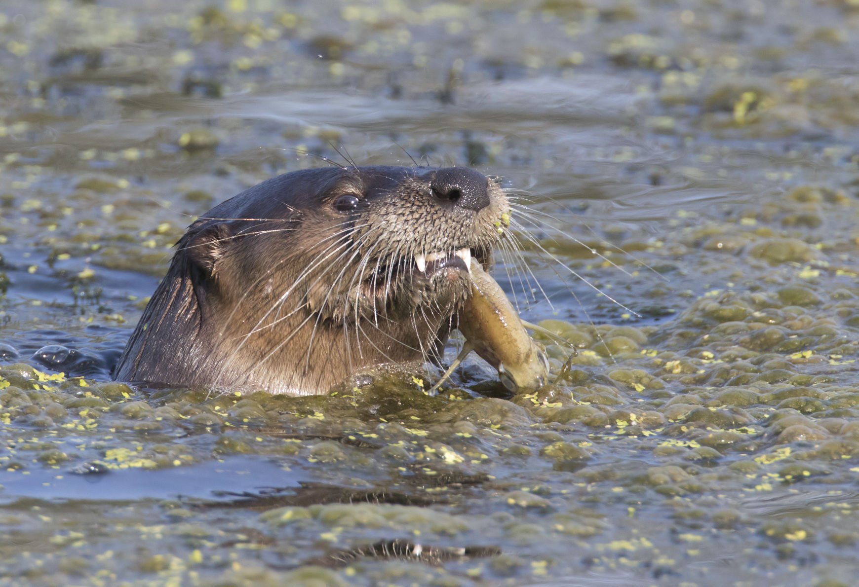 Colby Otter