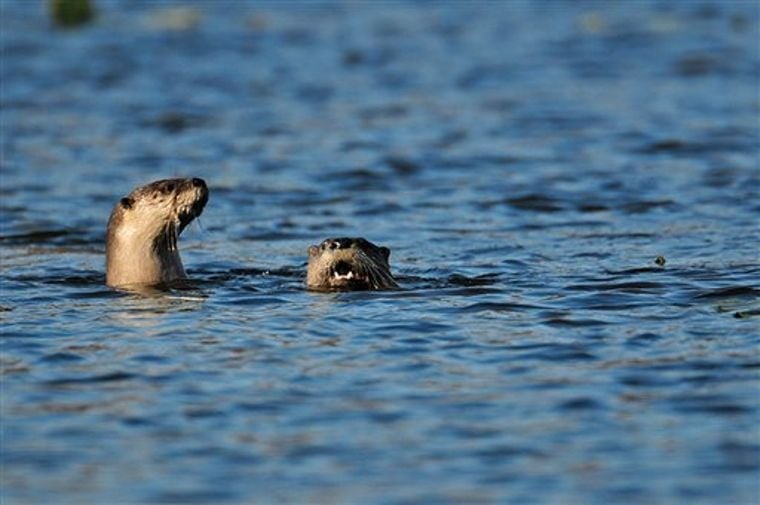 Illinois otter trapping drops, fur values plunge | Local News | daily ...