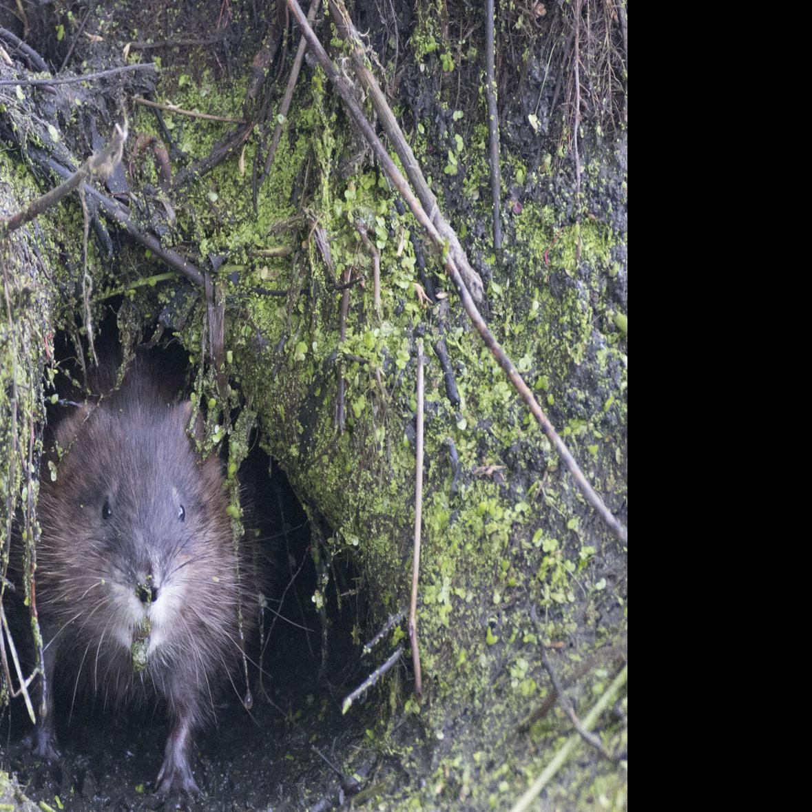 muskrat house