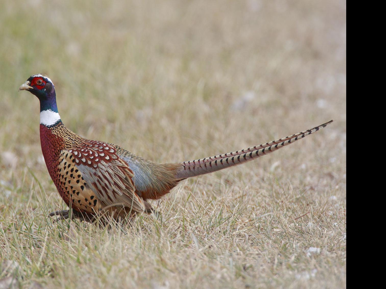 Ring-Necked Pheasant