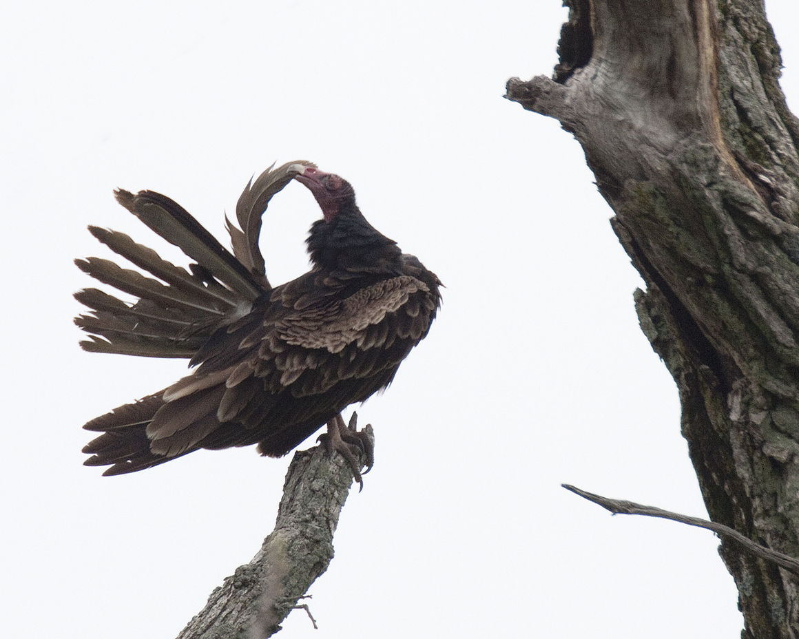 What to know about vultures in North Texas during spring nesting season