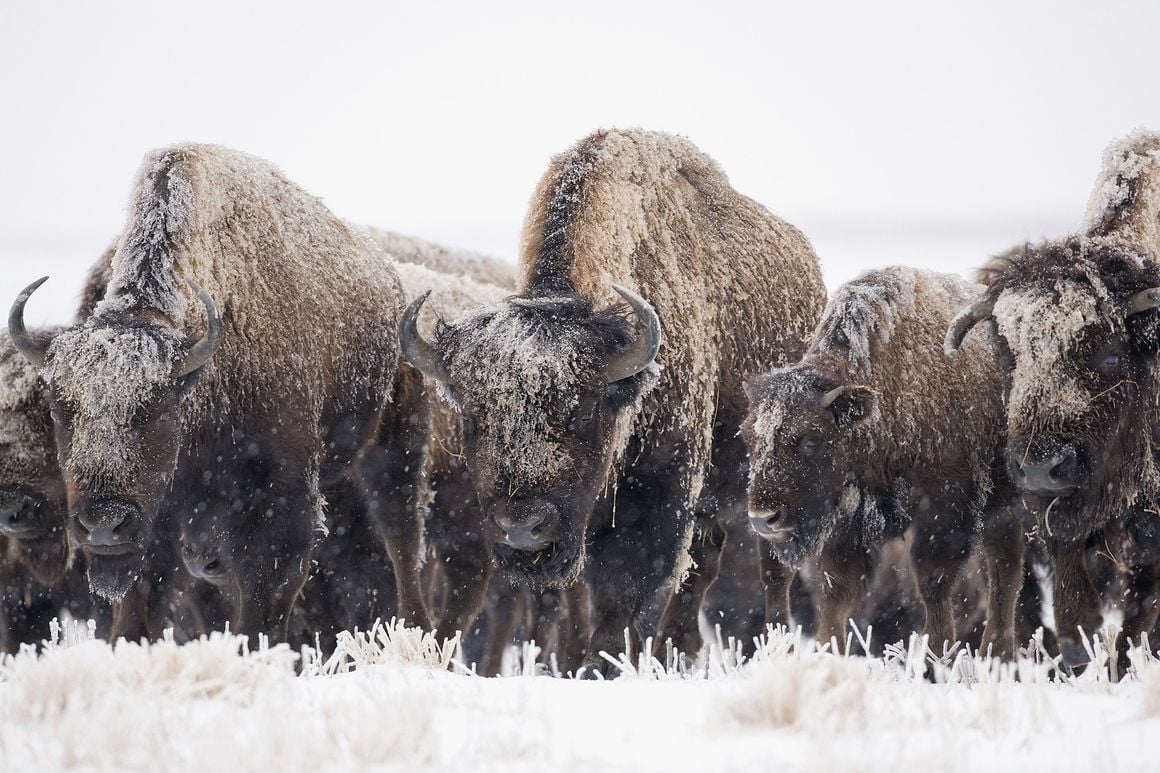 How bison withstand winter | Outdoors | daily-journal.com