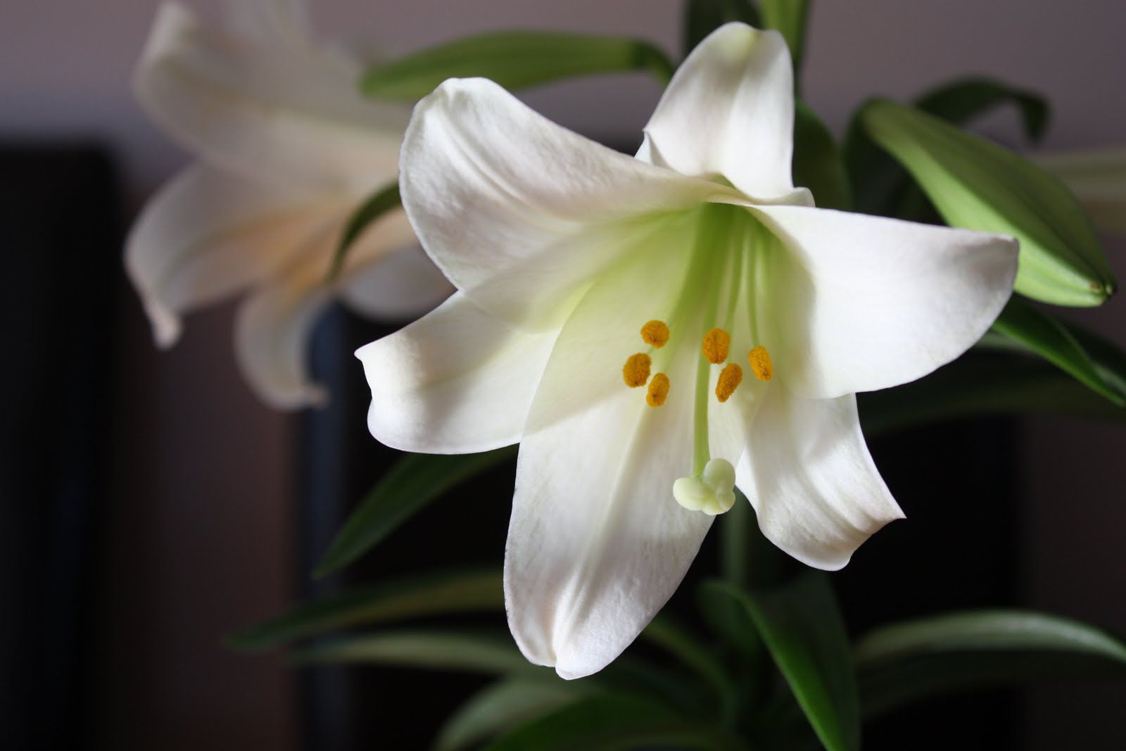 Can I Grow The Easter Lilies From My Church Life Daily Journal Com   5909c856d18ec.image 