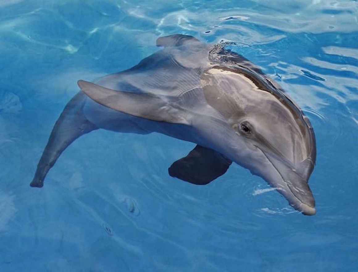 winter the dolphin