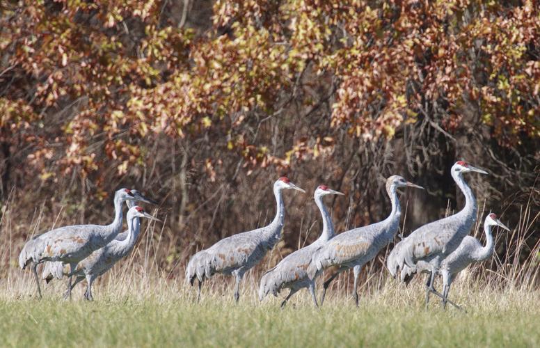 OUTDOORS: Sandhill cranes are once again making noise in area