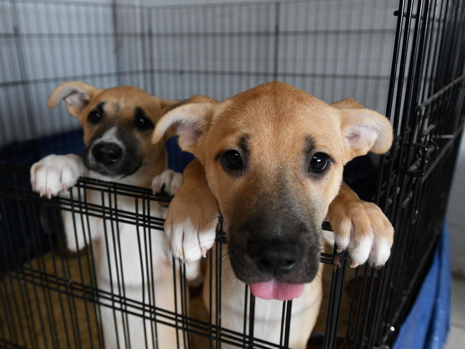 Several fundraising events happening for local animal shelters |  Bourbonnais 