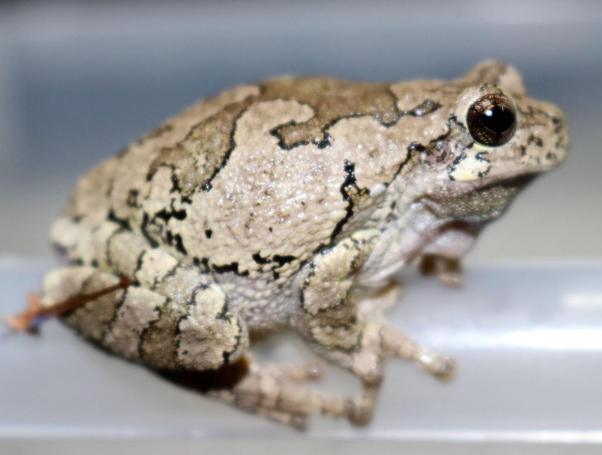 Kempton surprise — Ford County's first tree frog Outdoors daily