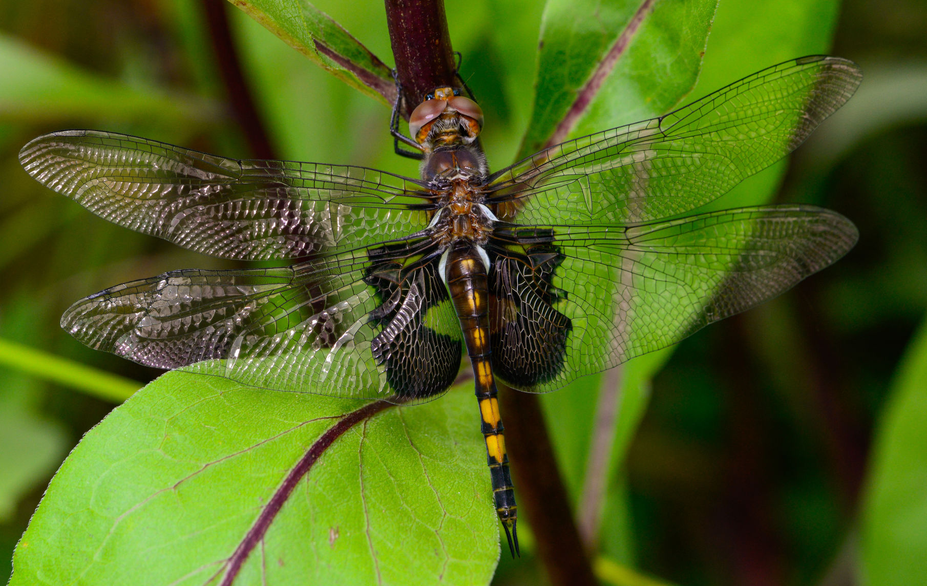 Black best sale saddlebag dragonfly