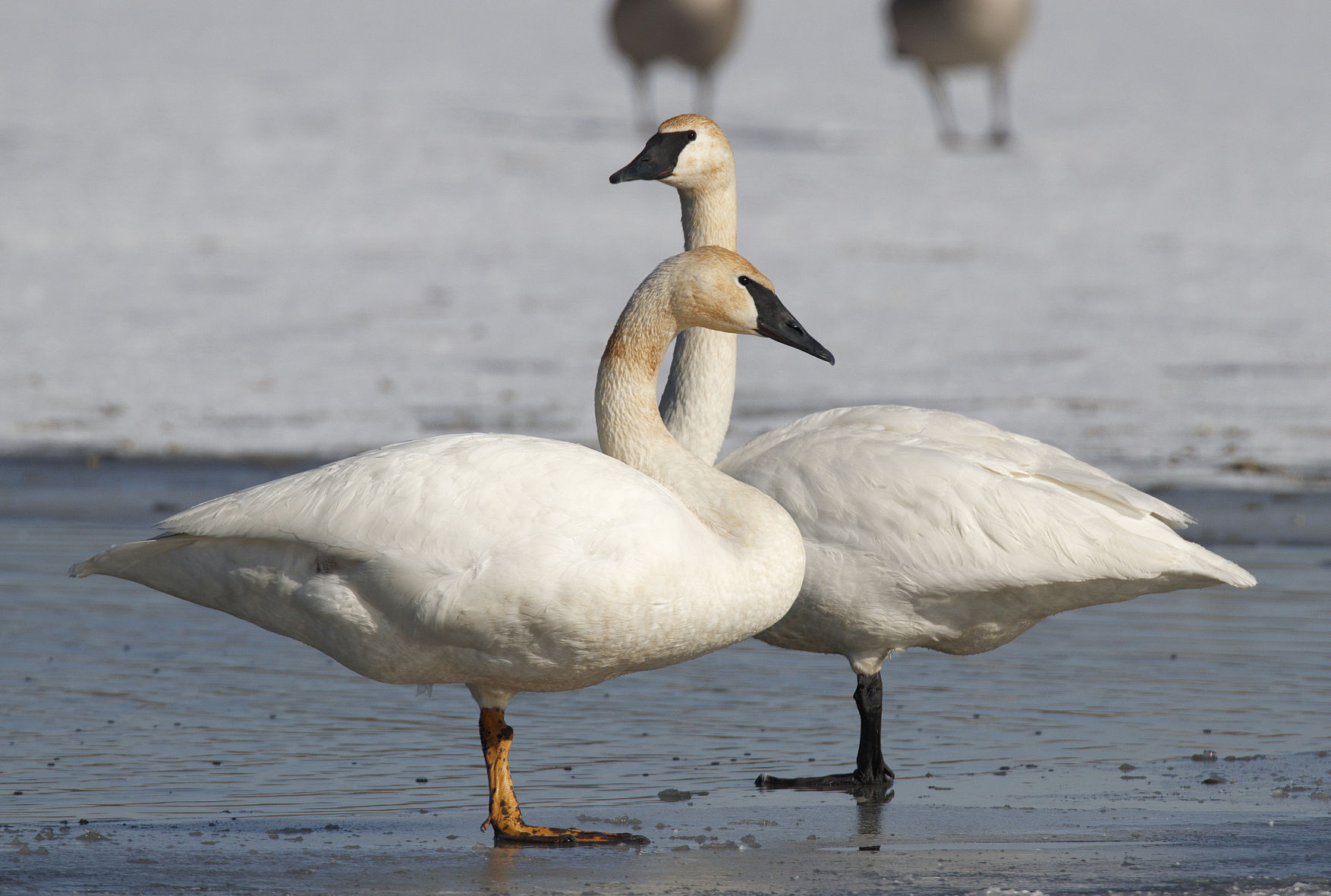 Trumpeter Swans | Outdoors | Daily-journal.com