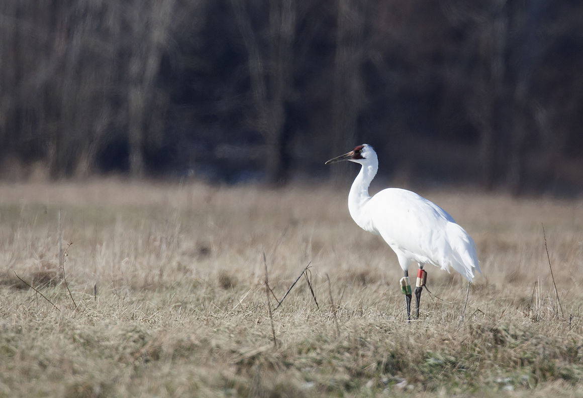 Once nearly extinct, whooping cranes fly nearby | Local News | daily ...