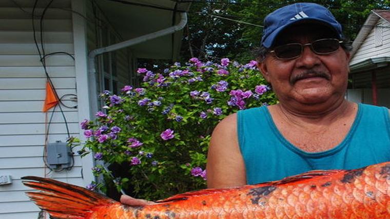 This Ain'T No Regular Carp: Veteran Angler Hooks Pricey Koi From Kankakee |  Local News | Daily-Journal.Com