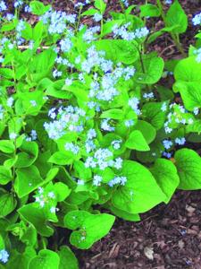 What's blooming?: Brunnera doesn't make my most-wanted list | Life | daily-journal.com