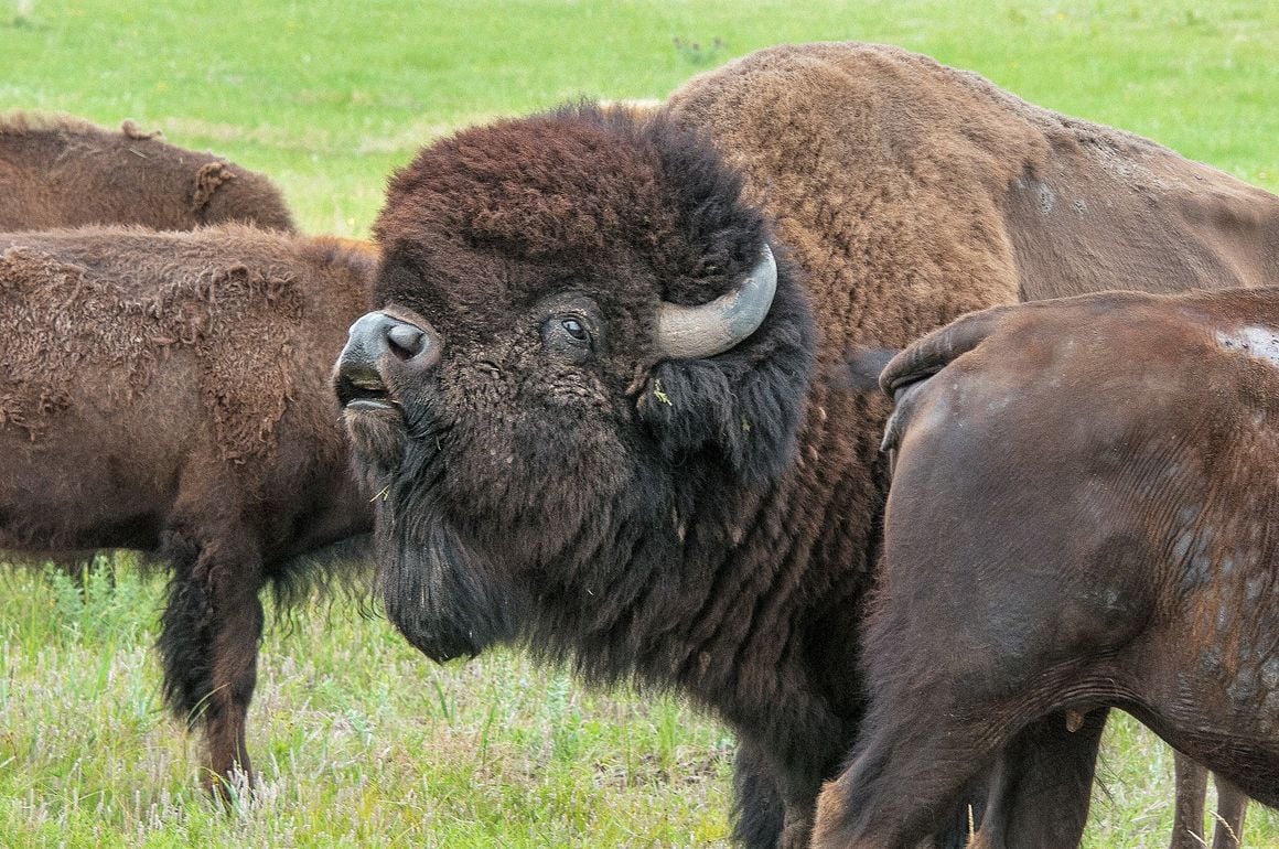 Fall flowers in bloom, bison may bellow | Outdoors | daily-journal.com