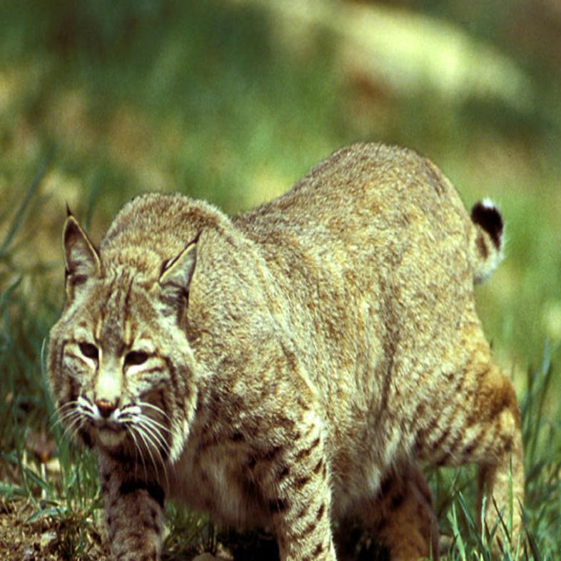 can i use dogs to hunt bobcats in maine