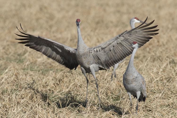 PHOTOS: Sandhill cranes swoop back to Panama Flats - Greater