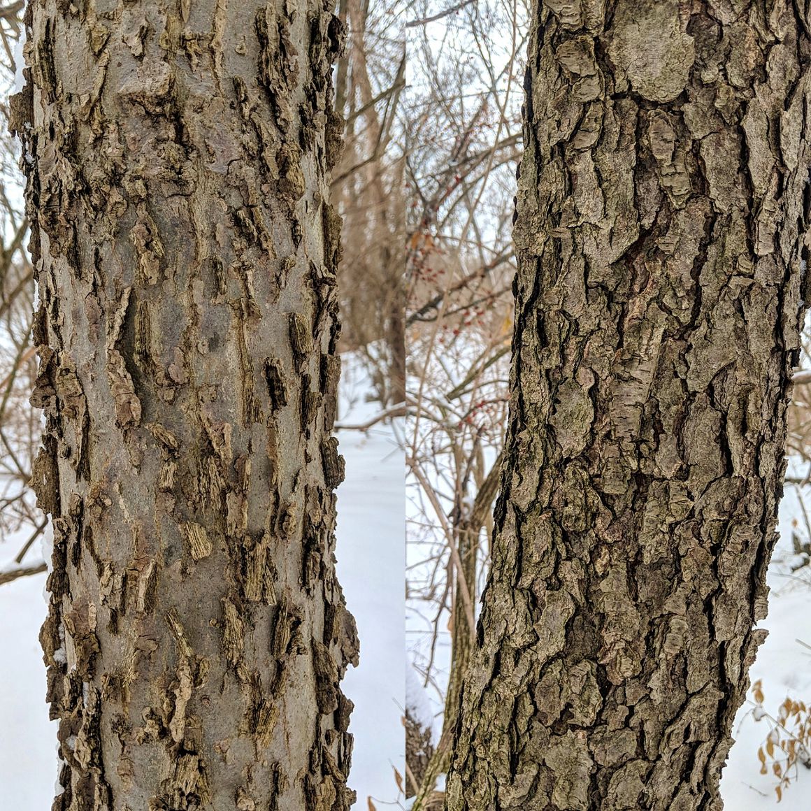 Learn barking to know your trees, Local News