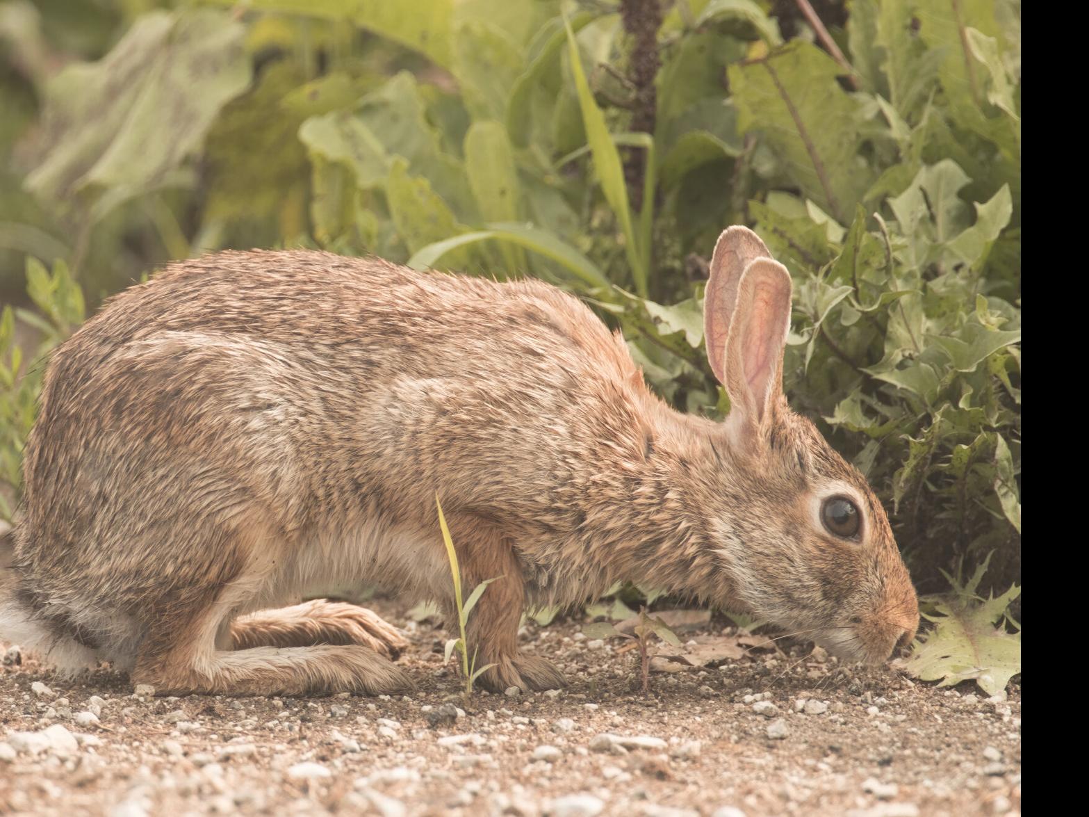 Eastern Cottontail Rabbit - Wildlife in Winter