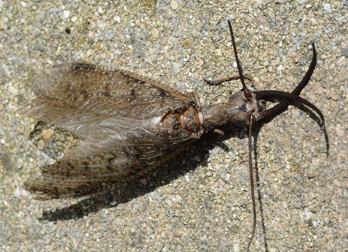 Eastern Dobsonfly important for a healthy river ecosystem, Local News