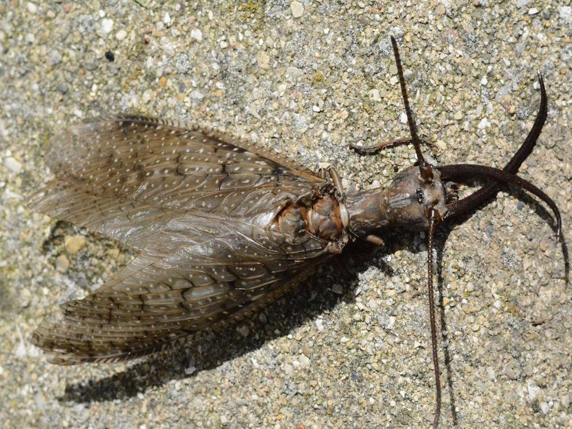 Eastern Dobsonfly important for a healthy river ecosystem