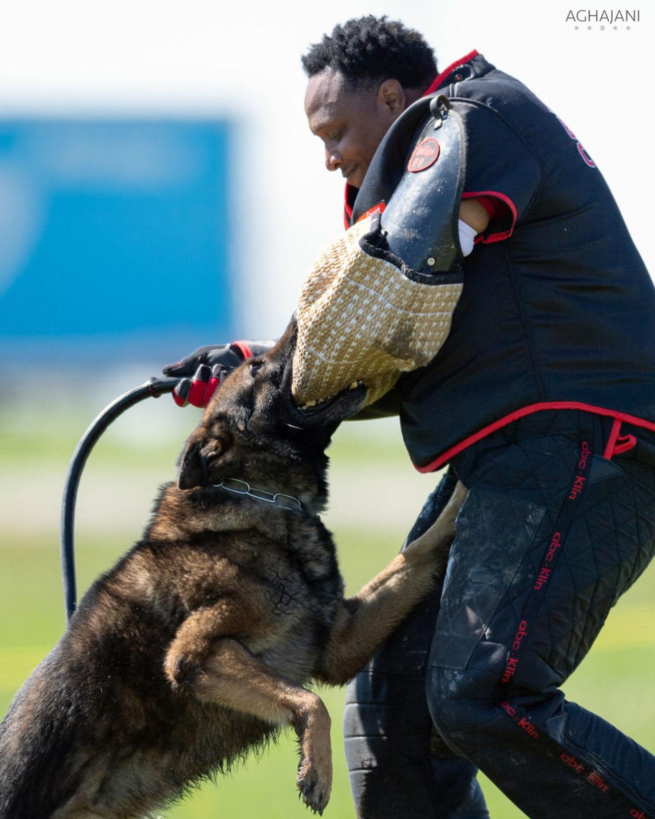 German shepherd 2024 obedience competition