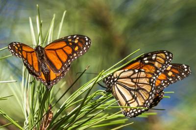Monarch Butterflies Endangered