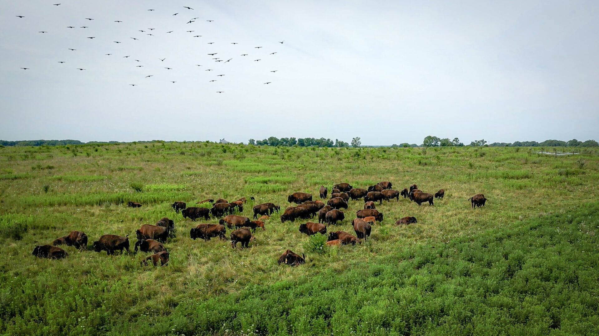 Midewin National Tallgrass Prairie Awarded $1.5M Grant For Grassland ...