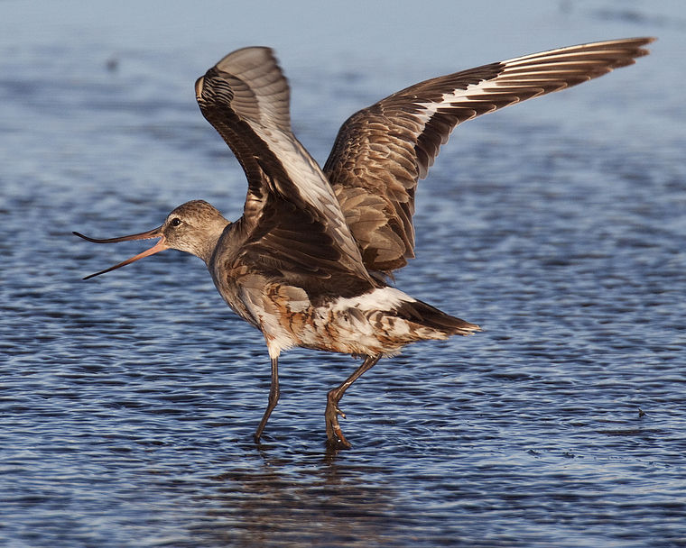 Hudsonian Godwit A Rare Visitor | Outdoors | Daily-journal.com