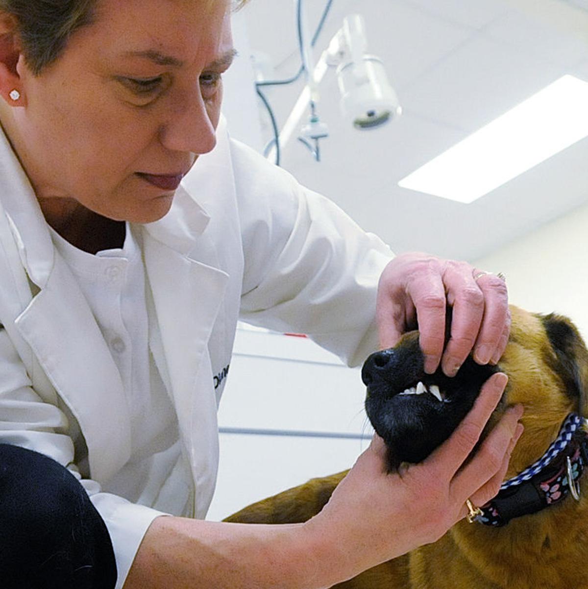 Animal hospitals merger a happy tale, new VCA County West to include both  staffs | Local News 