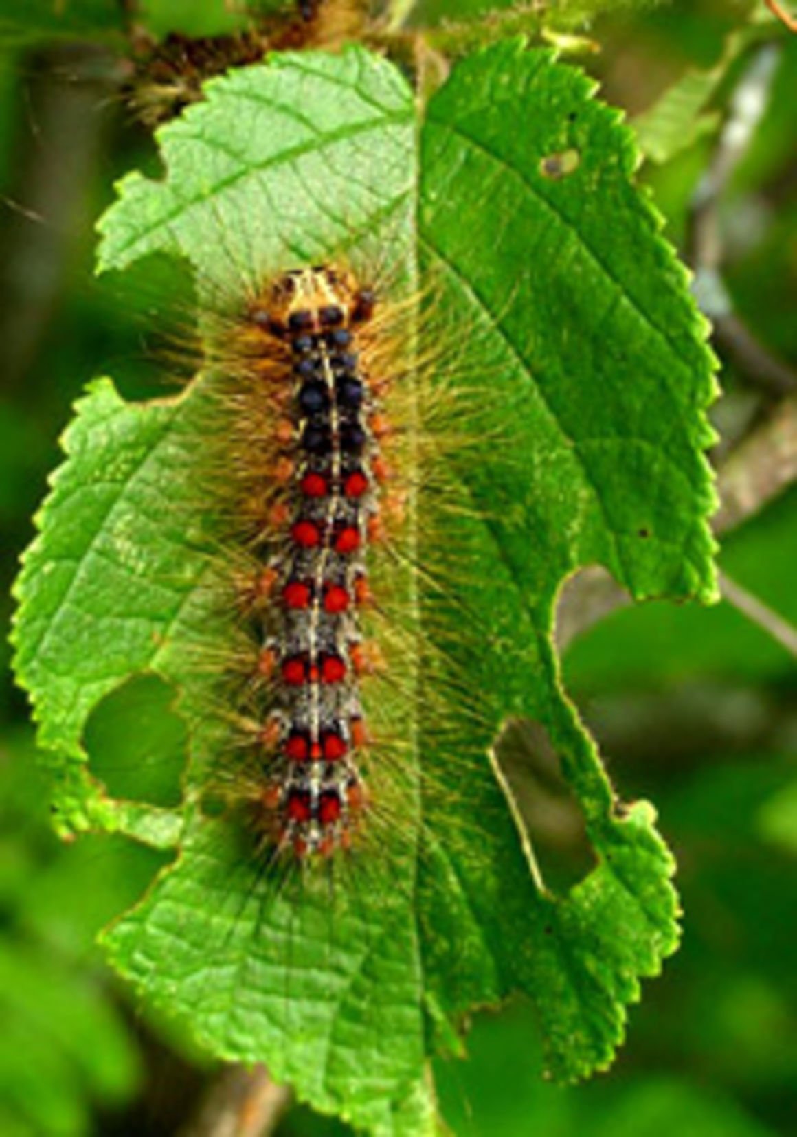 gypsy-moth-caterpillar-identification