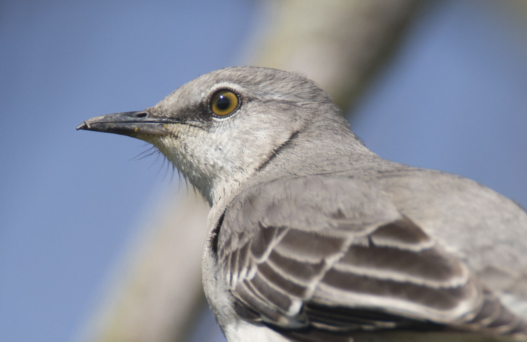 Listen to the mockingbird | Outdoors | daily-journal.com