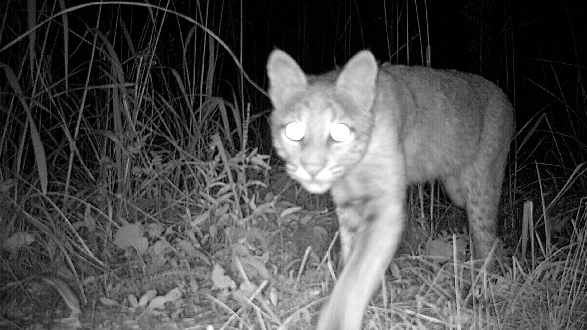 Bobcats caught on camera in Kankakee Sands Preserve | Local News |  