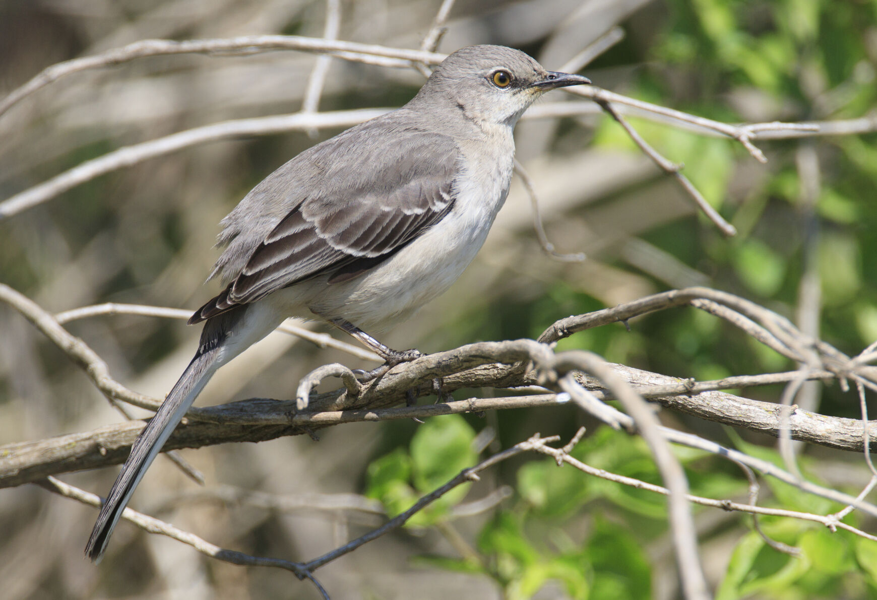 Listen to the mockingbird | Outdoors | daily-journal.com