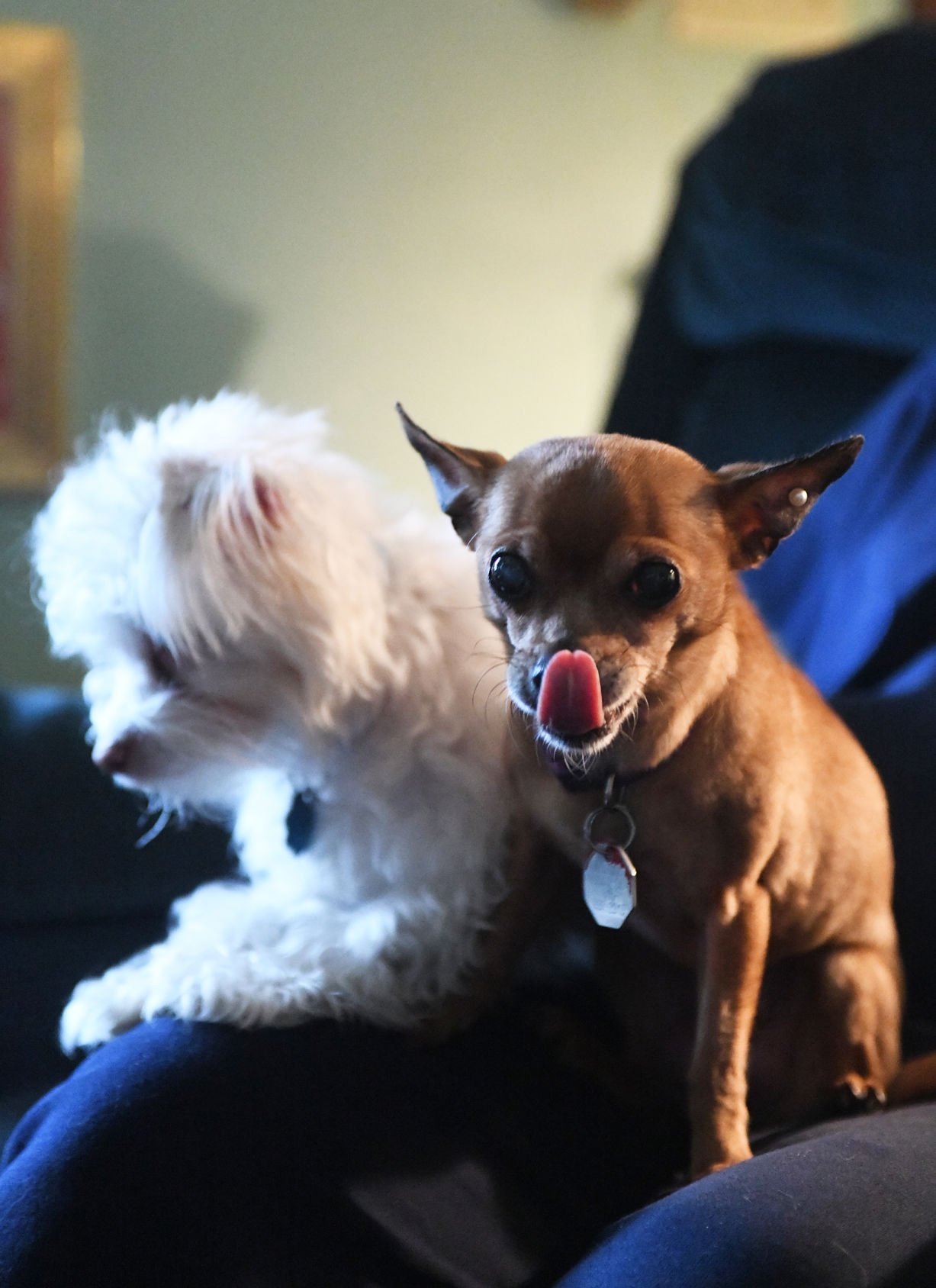 earrings on dogs