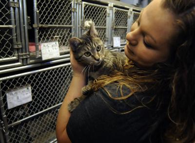 Kankakee County authorizes animal shelter fundraising group | Local News |  