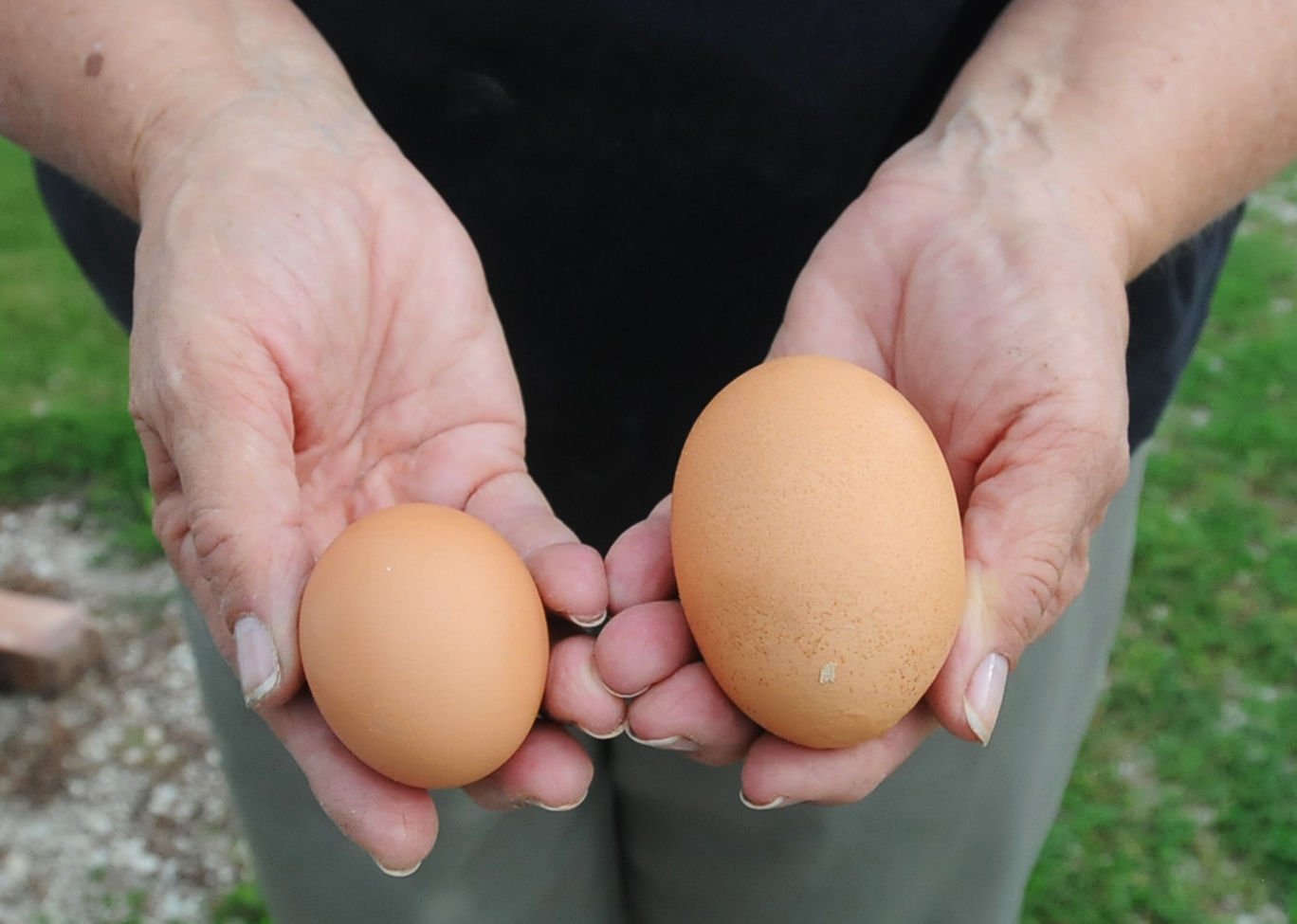 Jersey giant best sale egg size comparison