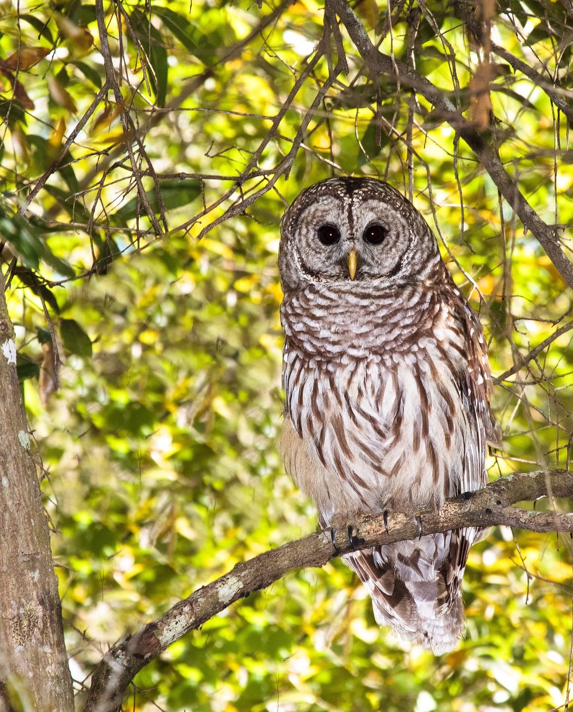 Unwinding With Barred Owls | Outdoors | Daily-journal.com