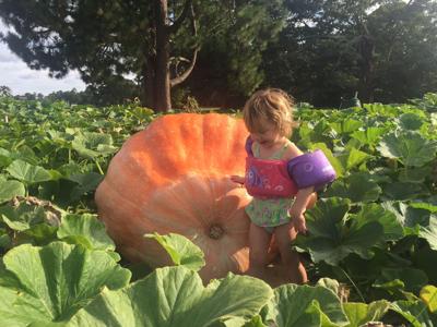 Hefty Pumpkin Awaits Nc Contest Weigh In Feature Story